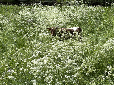 22-05-29 12-56-27 0969